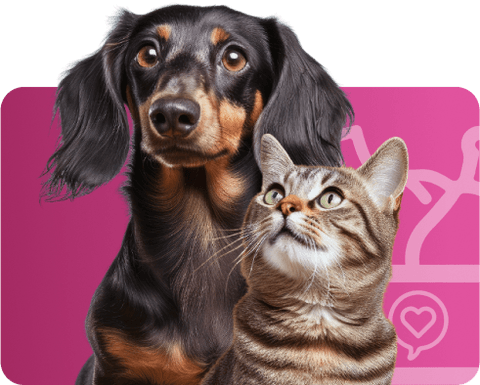 Cachorro e gato lado a lado